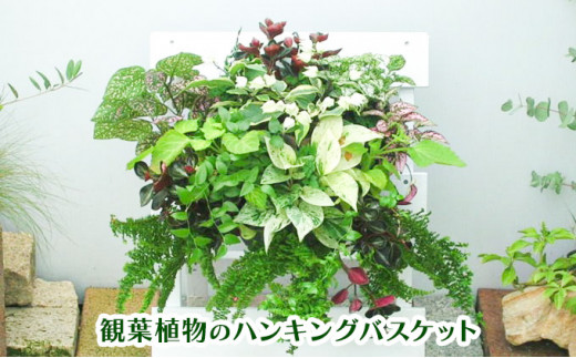 
観葉植物 のハンギングバスケット
