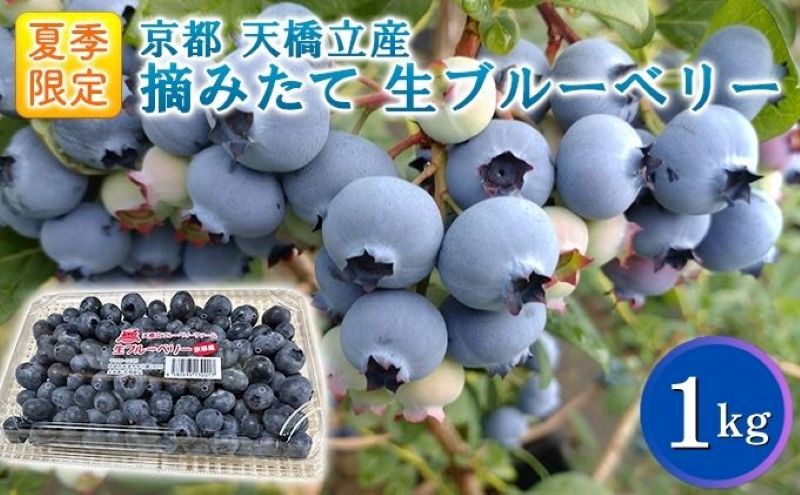 【ふるさと納税】令和8年夏季予約販売 摘みたて 生ブルーベリー 1kg 〈お届け：2026年8月中旬まで 〉フルーツ ブルーベリー
