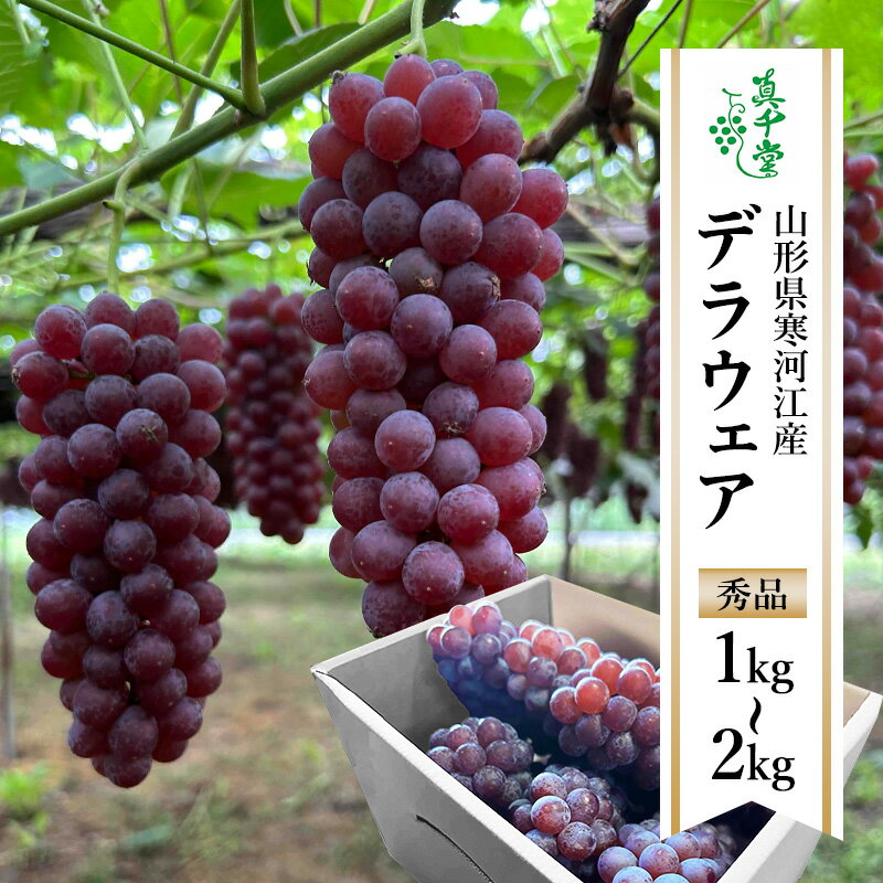 【ふるさと納税】【選べる！1kg〜2kg】ぶどう「デラウェア」種なし 秀品 L〜2Lサイズ 【2025年7月下旬頃～8月中旬頃発送予定】／ 2025年産 令和7年産 果物 フルーツ 葡萄 グレープ 産地直送 新鮮 デラウエア 山形県産