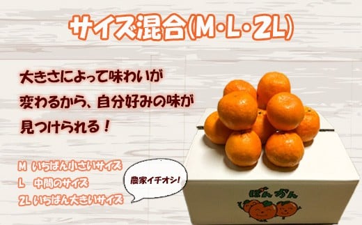 【早期予約開始】 1月中旬より順次発送 ポンカン 立目 秀品 贈答用 10kg サイズ混合 冬 フルーツ 果物 立目産 ブランド 柑橘 2026年 収穫分 蜜柑 みかん ギフト 贈答 プレゼント 高知
