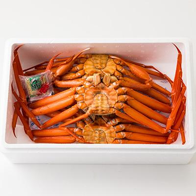 ふるさと納税 養父市 兵庫県香住産　釜茹で香住ガニ(紅ズワイガニ)2〜3匹入り(約1.5〜1.6kg)【9月上旬以降発送】 |  | 02
