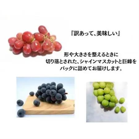 【2026年発送】訳あり 葡萄3品種 粒シャインマスカット 黒ぶどう 赤ぶどう 計1kg【配送不可地域：離島・沖縄県】【1703902】