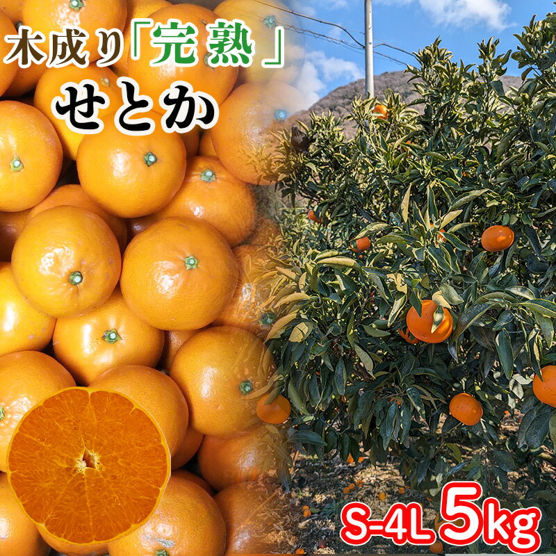 【ふるさと納税】 【2026年3月から発送】 訳あり 中島育ち！ 家庭用 木成り完熟のせとか Sから4L サイズ 5kg | 数量限定 果物 フルーツ 高級 みかん 蜜柑 愛媛 松山 柑橘 小玉 甘い おすすめ 愛媛 松山