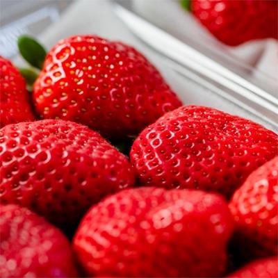 ふるさと納税 春日市 【春日】博多名物「あまおう」&ふくや「味の明太子」(中) |  | 02