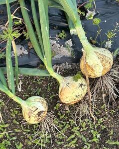 【先行予約】岡山市産 玉ねぎ3kg(サイズ混合)栽培期間中農薬・除草剤不使用全て自然の力健康野菜