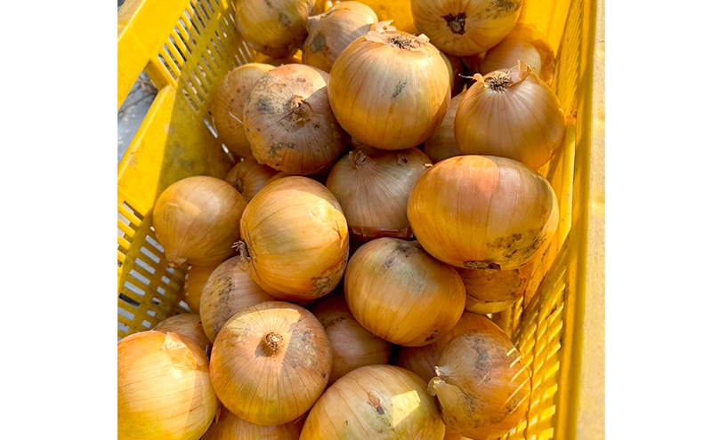 淡路島産たまねぎ 5kg 玉ねぎ タマネギ 甘い 兵庫県 洲本市 淡路島