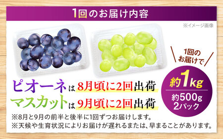 【先行予約】【全4回定期便】【月2回×2ヶ月】【8月上旬から9月末に順次発送】【訳あり】 8月ピオーネ1kg×2回 / 9月シャインマスカット1kg×2回 計4kg 三次市/西田ぶどう園[APCM01