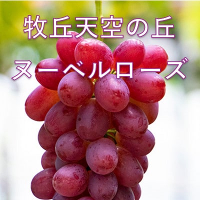 【2026年先行受付】2026年10月上旬発送「牧丘天空の丘ヌーベルローズ」 約1kg(2～3房)【配送不可地域：離島・沖縄県】