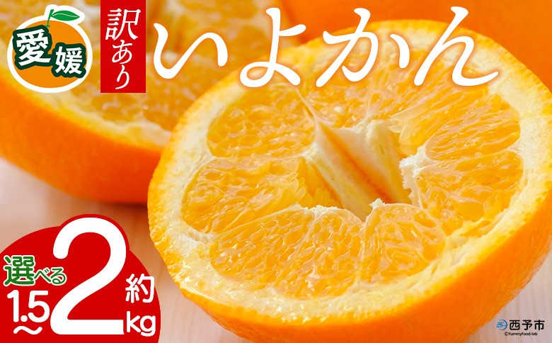 
                  【先行予約】＜訳あり 愛媛県産 いよかん 約1.5kg／2kg＞ 『2027年1月以降順次出荷予定』選べる みかん フレッシュ ご家庭用 ご自宅 伊予柑 果肉 果物 柑橘 フルーツ オレンジ 国産 濃厚 果汁 産地直送 ミヤモトオレンジガーデン 愛媛県 西予市【常温】
                