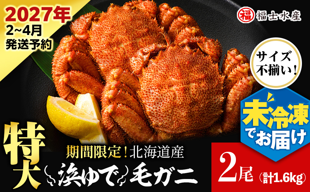 【2026年発送予約】チルドでお届け！ 浜茹で毛ガニ特大２尾（不揃い合計約1.6kg） 〈福士水産〉 謝礼品名カナ	