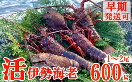 天然 活伊勢海老 600g 【 伊勢海老 伊勢海老 伊勢海老 伊勢海老 伊勢海老 伊勢海老 】