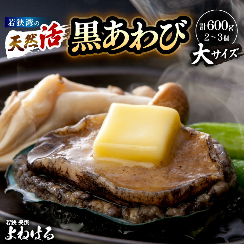 【ふるさと納税】天然 活黒アワビ 計600g (2〜3個) 大サイズ 【選べる発送月】入手困難 日本海若狭湾 鮮度抜群 刺身 お造り バター焼き BBQ あわび アワビ 鮑 クロアワビ 黒あわび 貝 魚介 海鮮 スーパーセール [m17-g003]