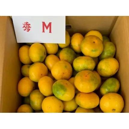 【2026年先行予約】 極早生みかん 5kg 赤秀 Мサイズ【ミカン 蜜柑 柑橘 温州みかん 有田みかん 贈答 ギフト わせみかん 和歌山】_BF6037n