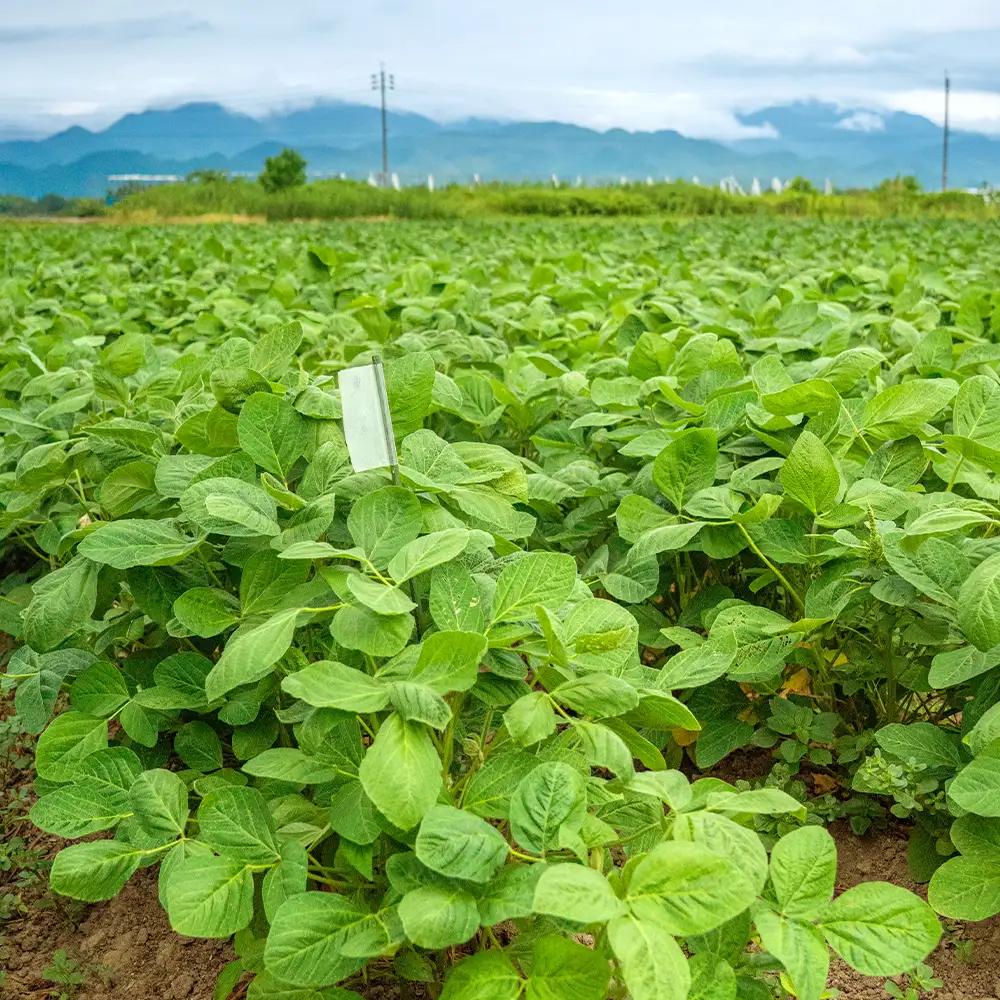  2026年 山形県産 品種おまかせ 枝豆 1kg 2026年7月下旬から順次発送 野菜 えだ豆 おつまみ ko-emoxx1