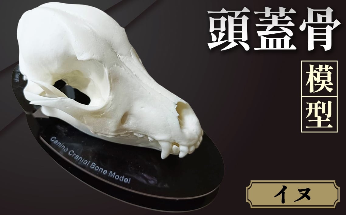 
            イヌの頭蓋骨模型（中型犬） ／ 模型 犬 骨 骨格 樹脂模型 獣医 診察室 インフォームドコンセント インテリア 東京都 No.154
          
