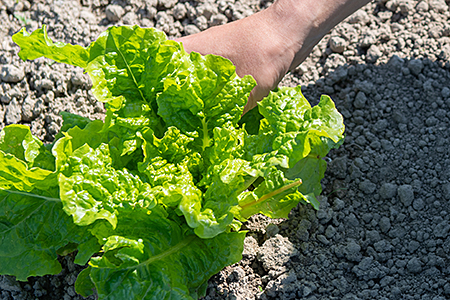 佐賀産季節の旬野菜10種類（農薬・化学肥料不使用）：B120-036