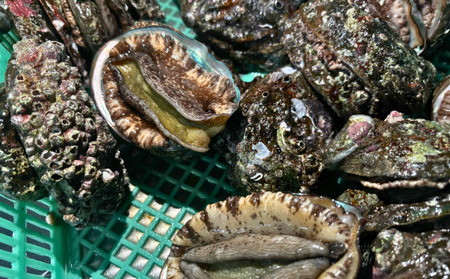 陸奥湾産 天然活アワビ 約 100g×3 個 