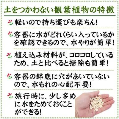 【観葉植物】土を使わないで清潔なミニ観葉植物 ゼオライト植え・ガラス鉢 キューブ形 2鉢セット（パキラ）【観葉植物 インテリア 部屋 おしゃれ 福岡県 筑前町 送料無料 AG050VC02】