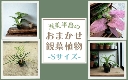 渥美半島のおまかせ観葉植物 Sサイズ 観葉植物 植物 グリーン インテリア インテリアグリーン 緑 おまかせ