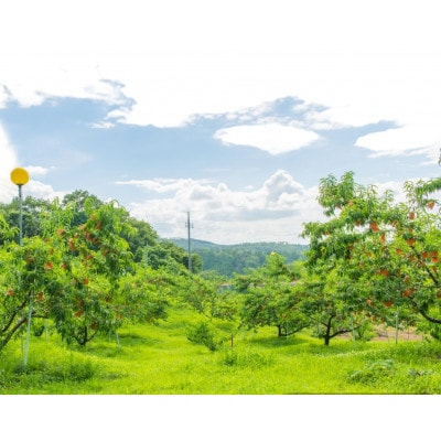 【先行予約★2027年8月上旬より順次発送予定】岡山県産　白麗(2kg箱)【配送不可地域：離島・北海道・沖縄県】【1667433】