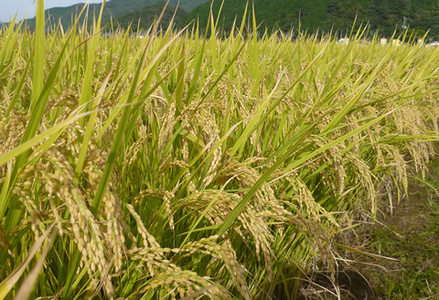 【令和7年産 新米先行受付】さがびより 精米 10kg【2ヶ月定期便】【さがびより 精米 10kg お米 おいしい ランキング 人気 国産 佐賀県産 ブランド 地元農家】(H061562)