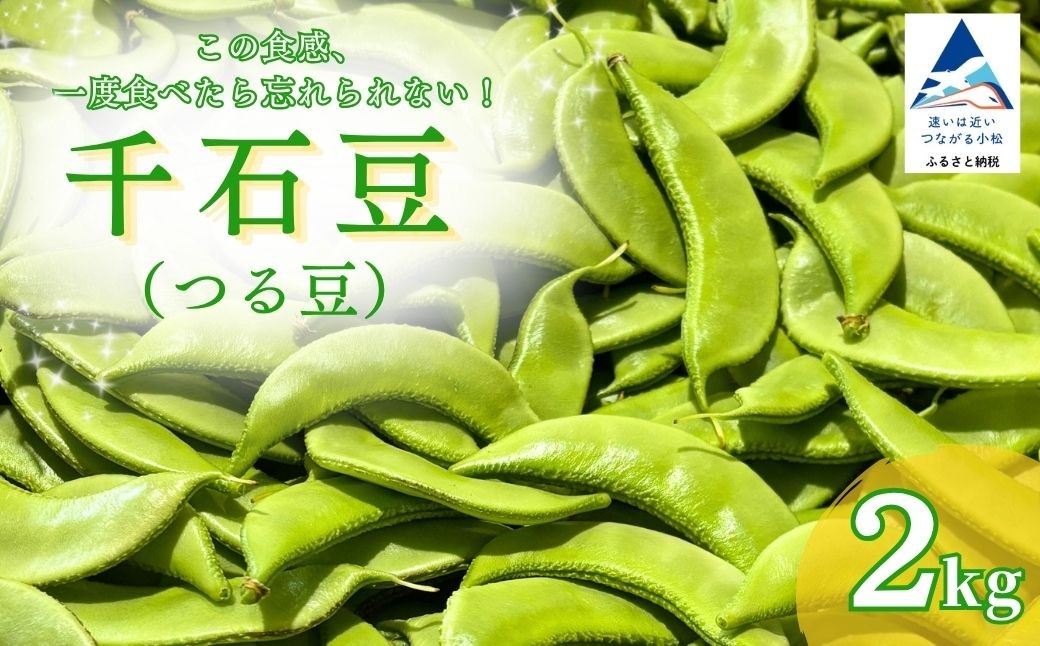 
                  千石豆 （ つる豆 ） 2kg  せんごくまめ つるまめ フジマメ 加賀野菜 野菜 産地直送 直送 新鮮 夏野菜 伝統野菜 旬の味覚 希少 | 石川県 小松市 JAあぐり
                