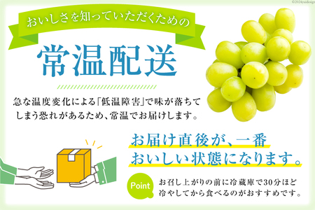 【2026年発送】先行受付 シャインマスカット 山梨 予約 約 2kg 3～ 4房
