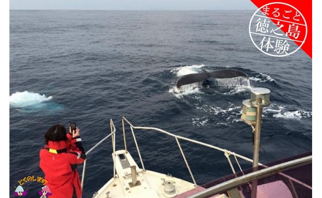 
194～さぁ徳之島の海へ旅しよう～感動の瞬間！クジラウォッチング体験（3時間）
