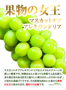 H-27　岡山県産マスカット（マスカット オブ アレキサンドリア　1房750g以上）令和6年産先行受付【配送不可地域あり】