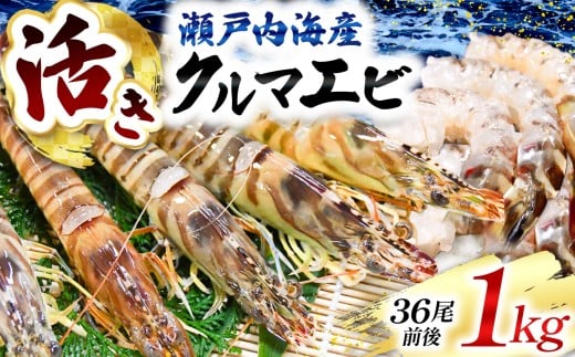 【 お届け実績５００件以上 ！ 】 【 配達日指定可能 】 瀬戸内海産 活きクルマエビ1㎏  ｜  活き クルマエビ くるまえび 車海老 エビ えび 海老 鮮度抜群 配達日指定可能 贈答用 おせち 海の幸 高級食材 海産 山口 平生町　
