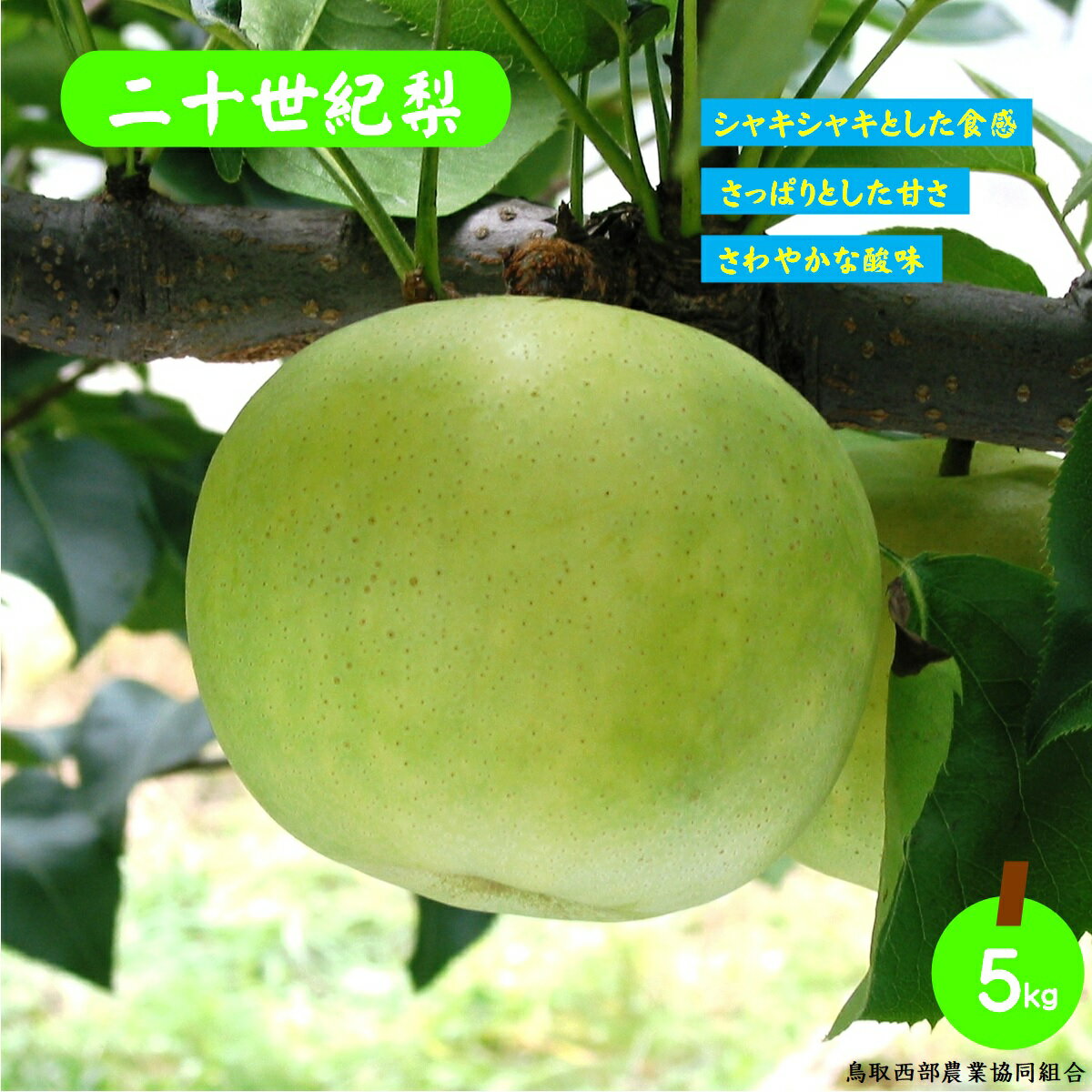 【ふるさと納税】先行予約 梨 二十世紀 5kg 【25-014-006】【鳥取西部農業協同組合 米子・あいみ果実部】【8月下旬〜9月上旬発送】20世紀梨 ナシ 果物 フルーツ なし 果汁 鳥取県産 くだもの 青梨の代表品種 先行受付 お取り寄せ 数量限定 し 鳥取県 米子市 送料無料