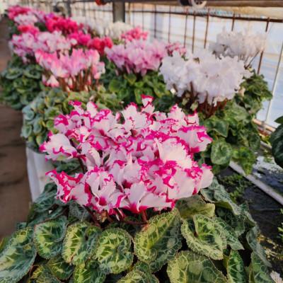 ふるさと納税 那珂市 シクラメン 6号鉢(白系) |  | 01