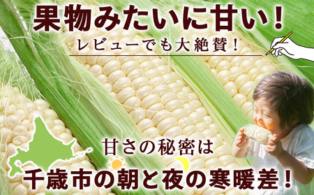 2024年夏発送 白いとうもろこし ピュアホワイト L～2L 16本