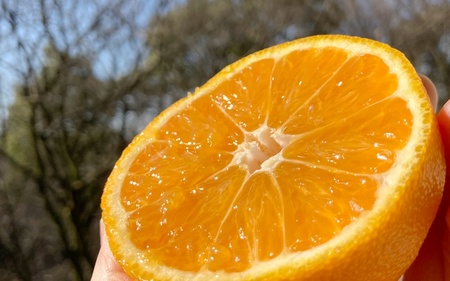 不知火 希少な樹上完熟！ 秀品大玉 6個入 (約2kg)　【2025年2月下旬頃より発送】【KT2】