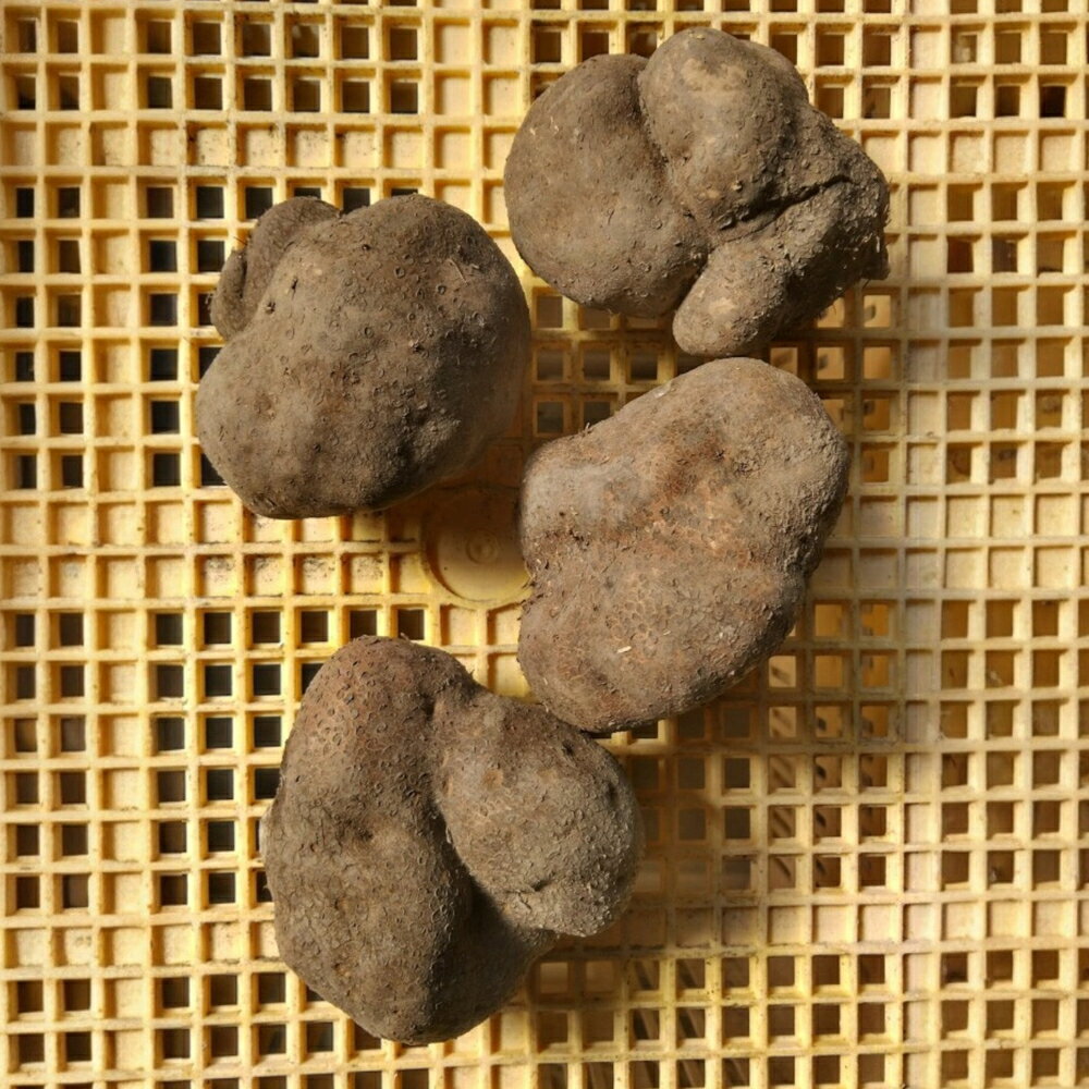 【ふるさと納税】丹波篠山産　山の芋　優品　3kg（8-14玉） | 兵庫県 丹波篠山市