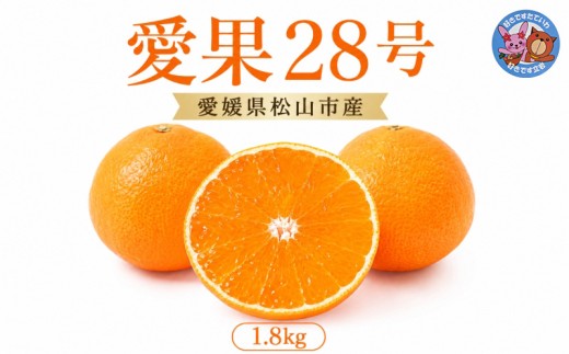 【2026年11月下旬頃より順次発送】約1.8kg 愛果28号 8～10個  | みかん 紅まどんなと同品種 家庭用 愛媛果試28号 松山 ミカン mikan フルーツ 果物 くだもの あいか 農家直送 1.8キロ 数量限定 期間限定 柑橘 愛媛県 松山