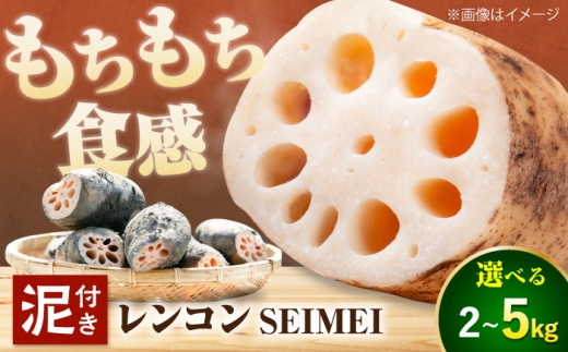 ＼毎年8月中旬より順次発送／ れんこん 2kg （SEIMEI） ＼農家直送！/ レンコン 蓮根 根菜 野菜 愛西市 / 水谷グルッポ  [AEBX001]