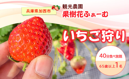 いちご狩り 40分食べ放題 65歳以上 いちご狩り【1名】