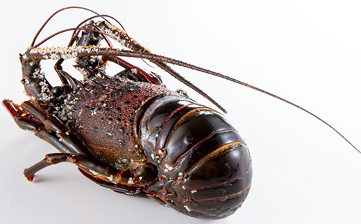 活〆冷凍伊勢海老 1.2kg【配送不可地域：離島】【1607919】