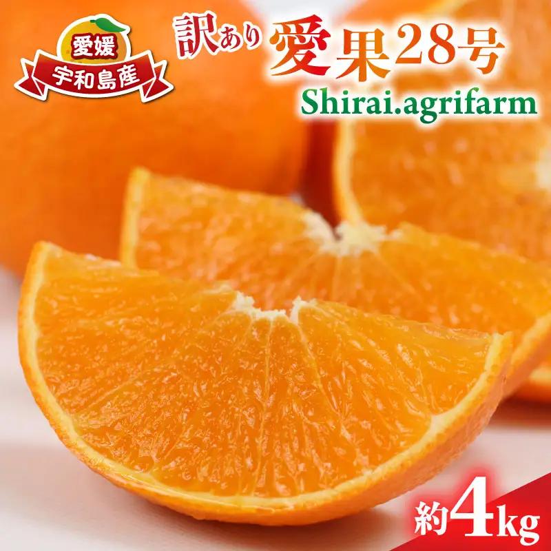 訳あり 愛果28号 約4kg Shirai.agrifarm 先行予約 B015-115013