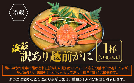 【訳あり】≪浜茹で≫越前がに 1杯（生で700g前後）【雄 ズワイガニ かに カニ 蟹 越前ガニ 姿 ボイル 冷蔵 福井県】【1月発送分】希望日指定可 備考欄に希望日をご記入ください [e68-x00