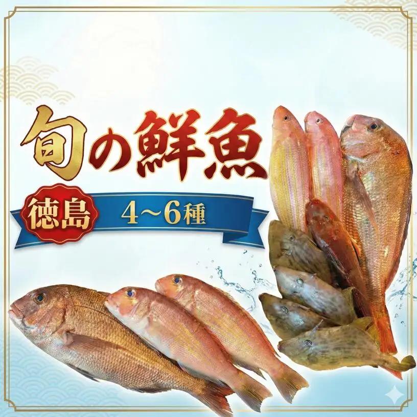 鮮魚 お試し 4～6種 徳島県産 鮮魚