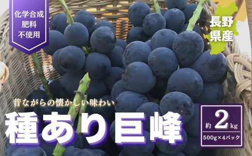 種あり巨峰 約2kg 2025年(R7年)9月中旬～10月下旬頃出荷予定【安心安全 こだわりの栽培方法 除草剤不使用 栽培期間中 ネオニコチノイド系農薬不使用 化学合成肥料不使用】【2025 巨峰 長野県 水 こだわり 信州 ぶどう 先行 R7発送 食べ比べ 種あり セット 農薬不使用 ルーツ】