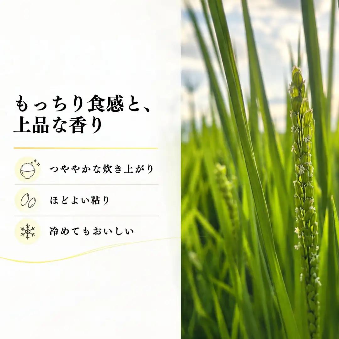 【3ヶ月定期便】【令和8年産 コシヒカリ】魚沼産コシヒカリ 特別栽培米 5kg(5kg×1袋) | 新潟県産コシヒカリ 魚沼産こしひかり 米 お米 こしひかり 白米 精米 ブランド米 津南町 米処やえ
