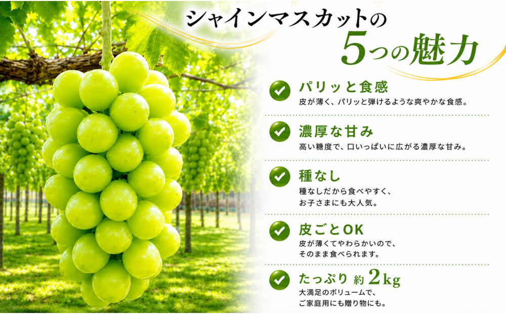 長野市産 シャインマスカット約2kg（4～6房）【2026年発送】｜ シャインマスカット 果物 くだもの ぶどう フルーツ 旬 デザート 人気 おすすめ 長野県 長野市 信州 信濃 ふるさと納税