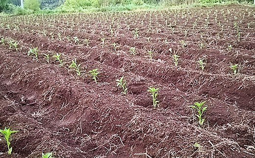 栽培期間中農薬不使用・有機肥料で育てた 季節の野菜セット 約4～8kg