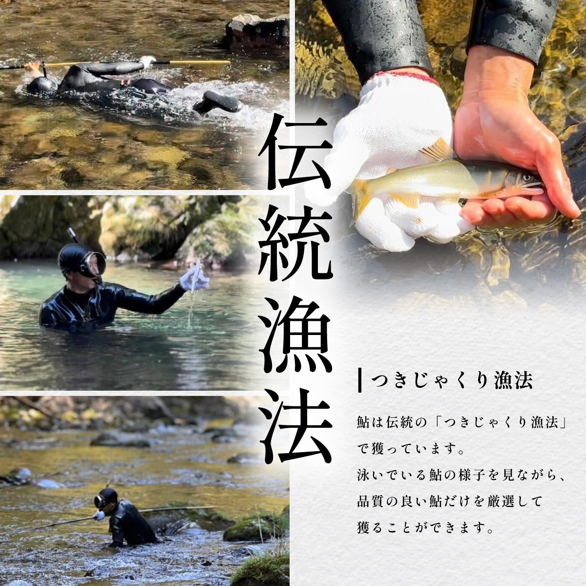 天然波乗り鮎 約1.2kg 大サイズ 20~25cm 8~16尾 鮎 天然 約1.2kg あゆ アユ 天然鮎 清流 海部川 川魚 冷凍
