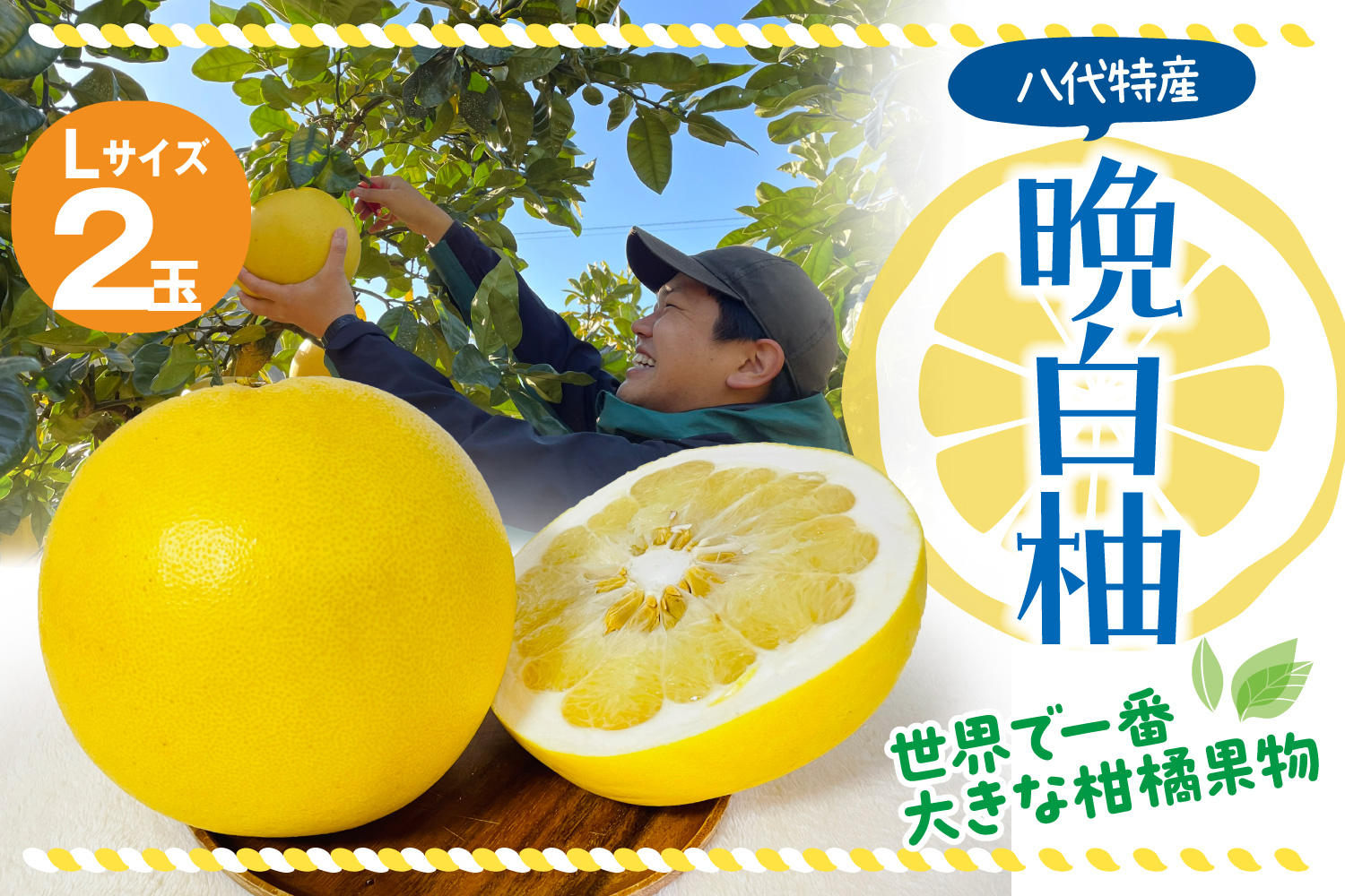 【先行予約】 八代市産 晩白柚 2玉 柑橘 果物 フルーツ 熊本県産 【2024年12月上旬より順次発送】