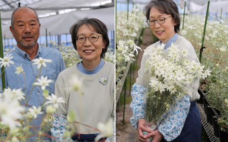 【2025年10月配送】フランネルフラワー（切り花）花束 1束（60輪）約30本 プレゼント 下呂市 岐阜県 生花 馬瀬 ネイティブフラワー【114-1【10】】