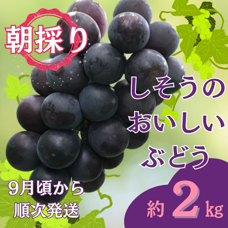 【ふるさと納税】令和7年産　先行受付　I7　しそうのおいしい ぶどう　約2kg（9月ごろより順次発送）